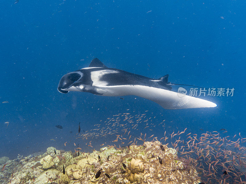 远洋蝠鲼(Manta birostris)游过清洁站。在世界自然保护联盟的红色名单中，这些优雅的动物正在成为野外罕见的景象。